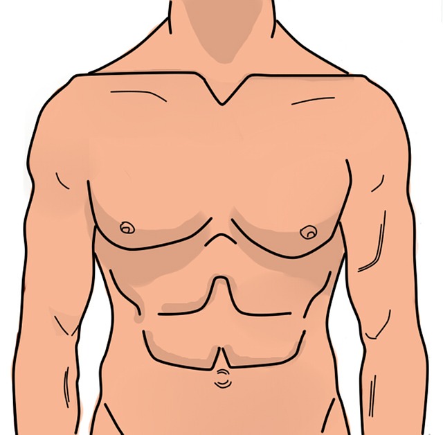 abdomen humain