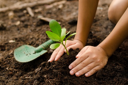 Service entretien jardin